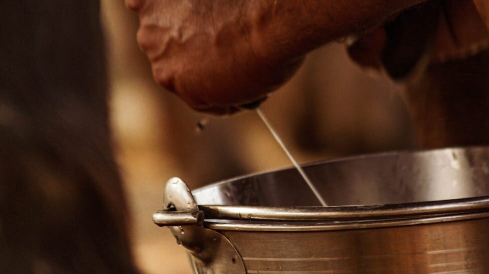 a close up shot of a man milking a cow , natural soap for psoriasis