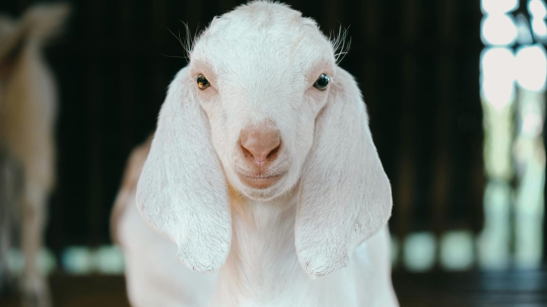 best natural goat milk soap bars