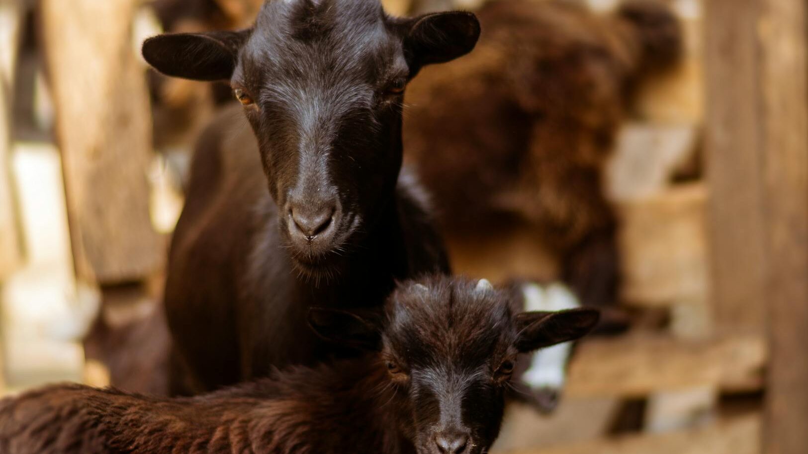 close up of black goats in barn setting , skin itches after showering