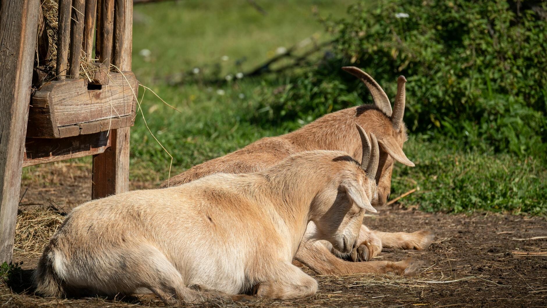 peaceful goats resting in sunny farm setting