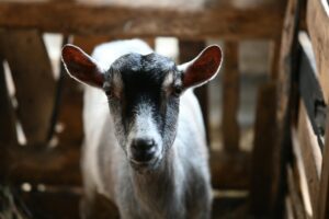 close up portrait of a domestic goat in barn